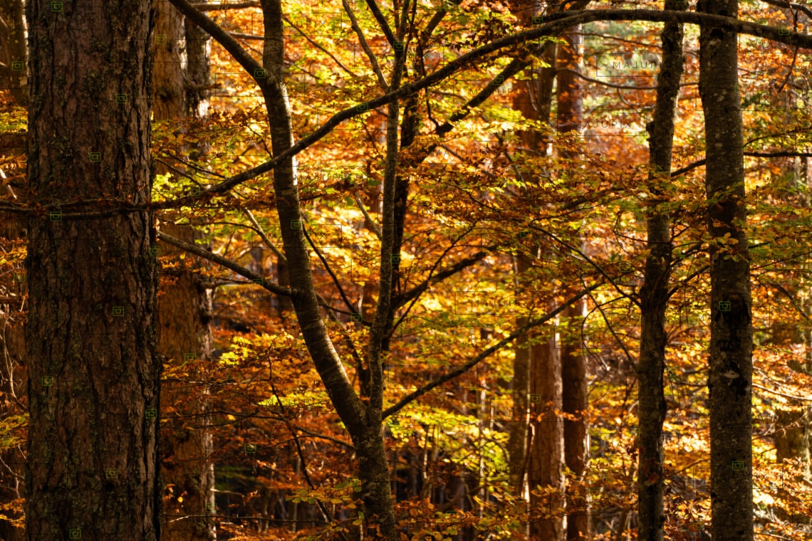 Forêt d'Aïtone