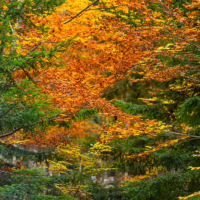 Forêt d'Aïtone