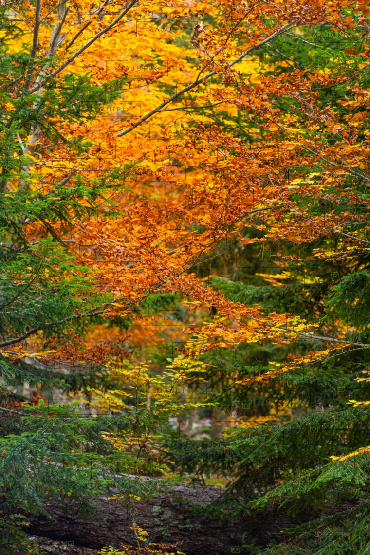 Forêt d'Aïtone