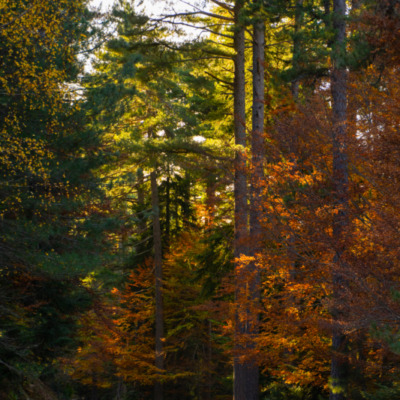 Forêt d'Aïtone