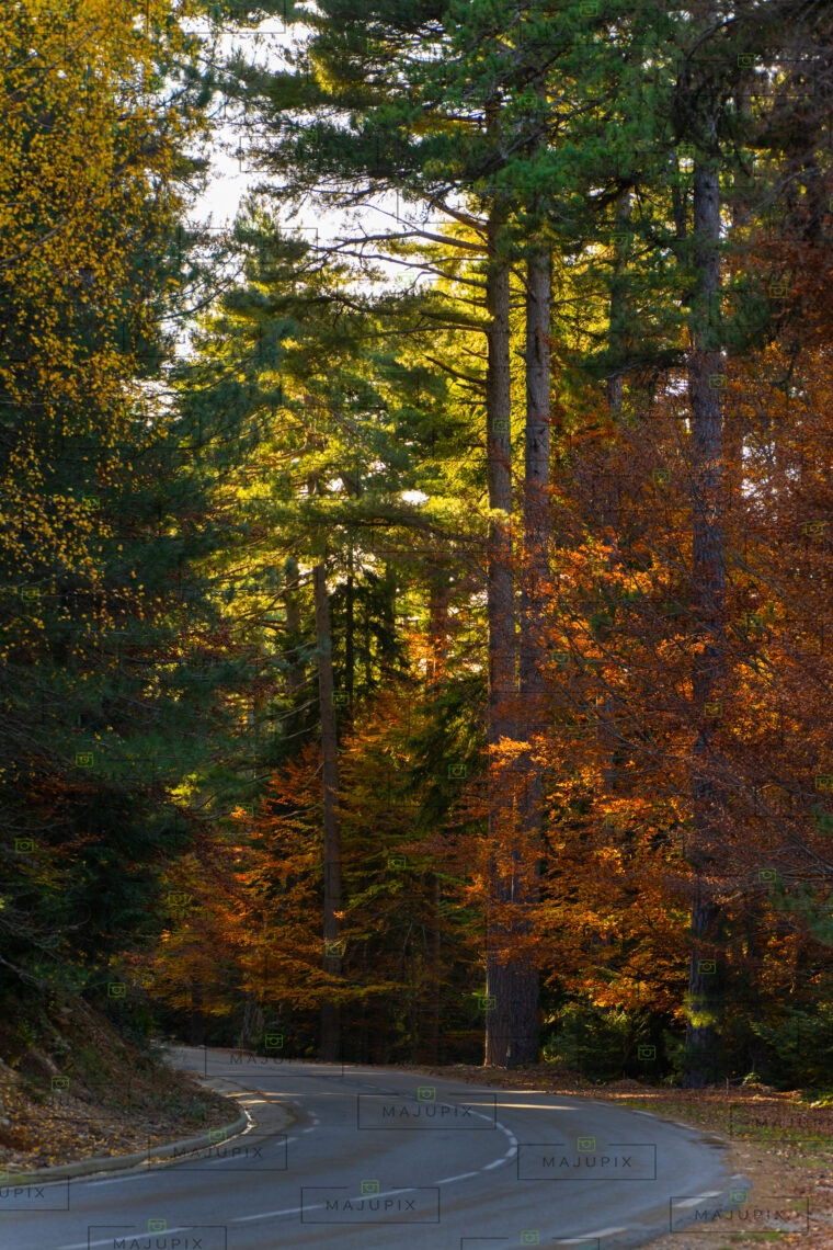 Forêt d'Aïtone