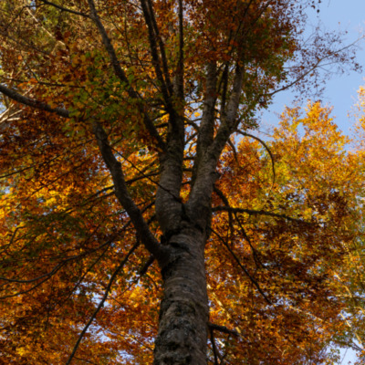 Forêt d'Aïtone
