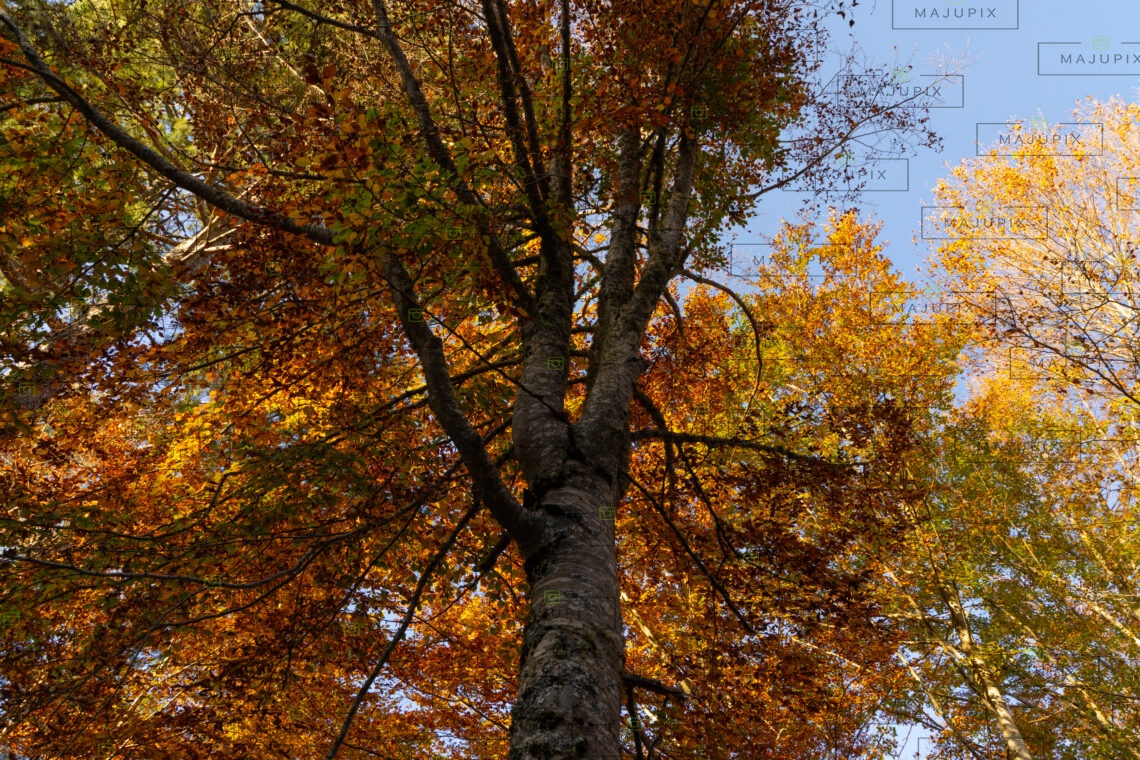 Forêt d'Aïtone