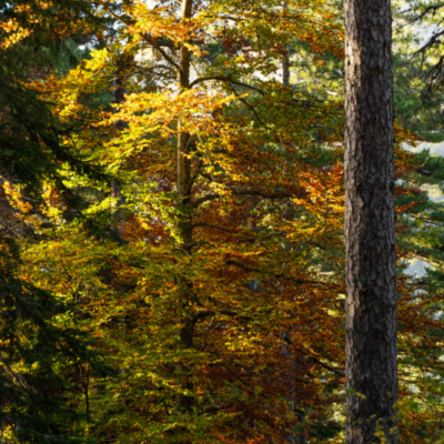 Forêt d'Aïtone