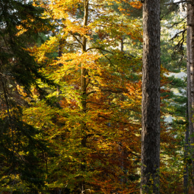 Forêt d'Aïtone
