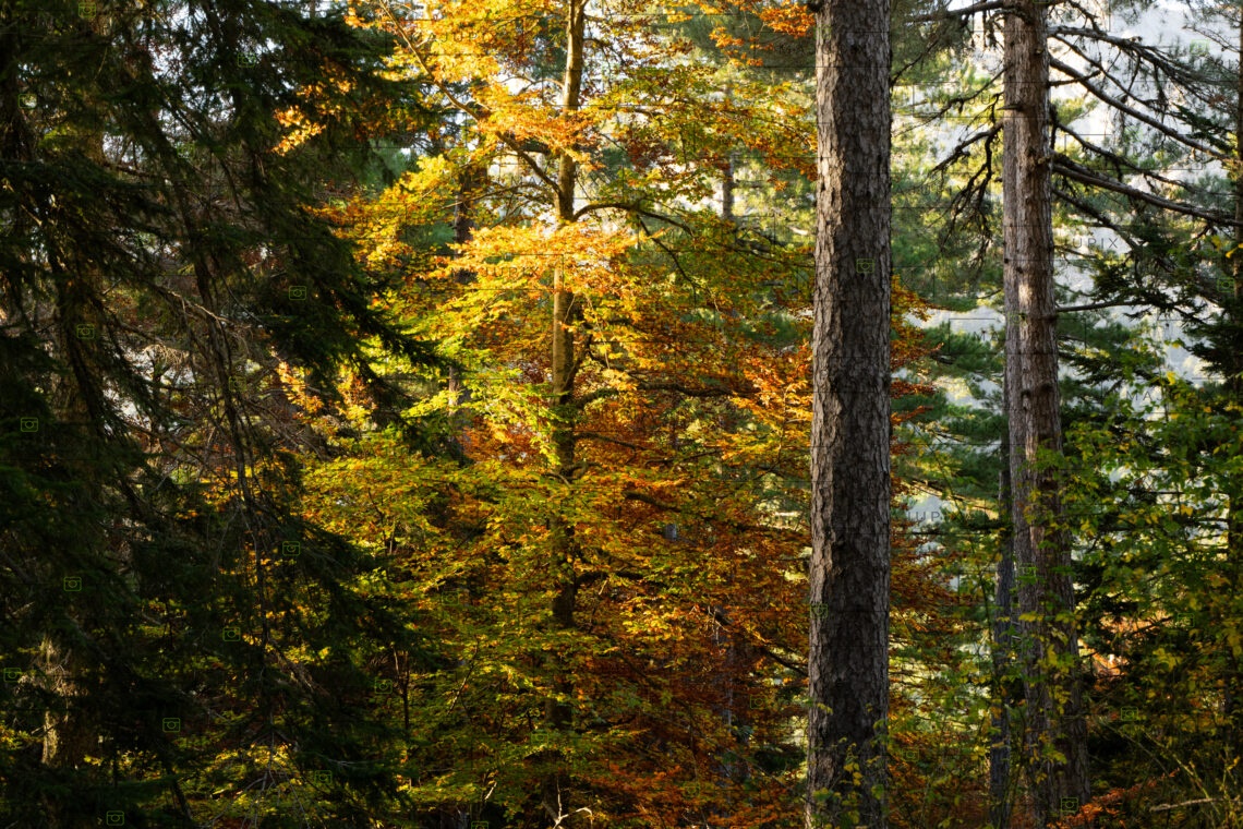 Forêt d'Aïtone