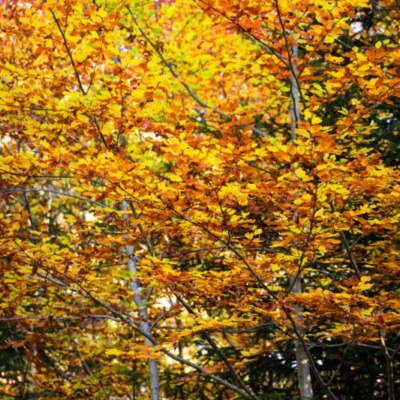 Forêt d'Aïtone