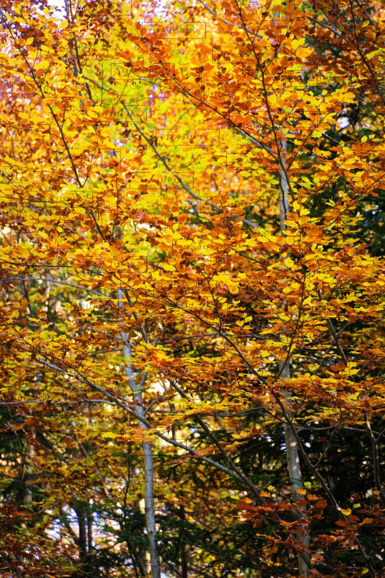 Forêt d'Aïtone