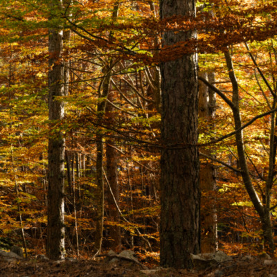 Forêt d'Aïtone