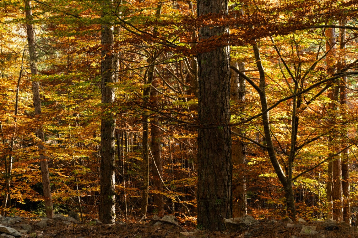 Forêt d'Aïtone