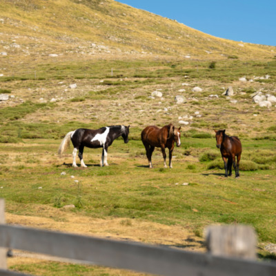 Chevaux du Val d'Ese