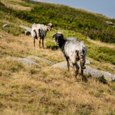 Brebis sur le sentier I Pozzi depuis le Val d'Ese