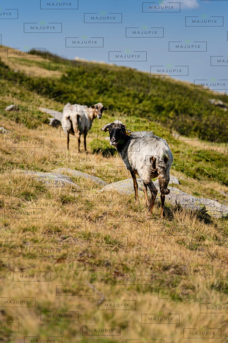 Brebis sur le sentier I Pozzi depuis le Val d'Ese