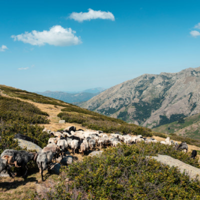 Brebis sur le sentier I Pozzi depuis le Val d'Ese
