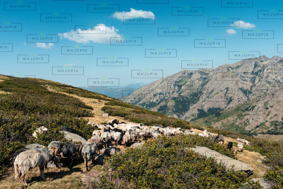 Brebis sur le sentier I Pozzi depuis le Val d'Ese