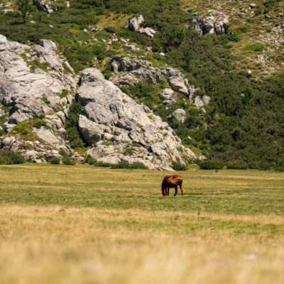 I Pozzi et ses chevaux