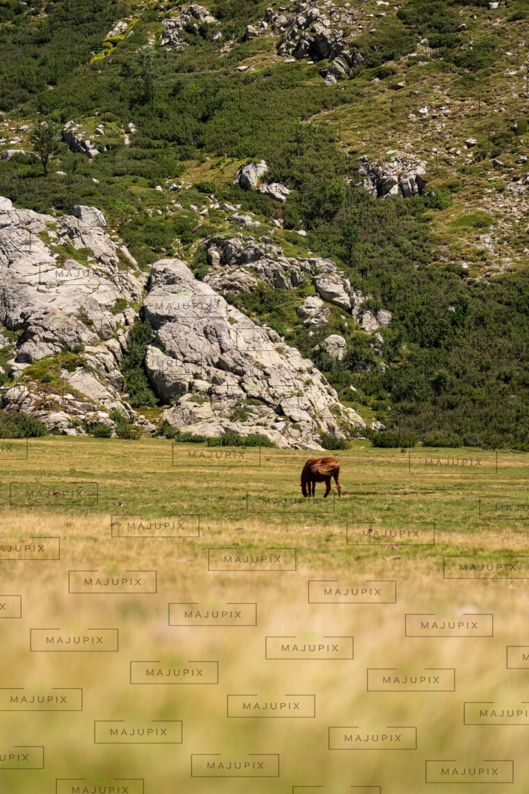 I Pozzi et ses chevaux
