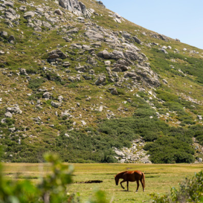 I Pozzi et ses chevaux