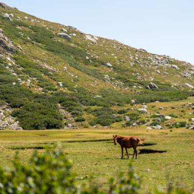 I Pozzi et ses chevaux