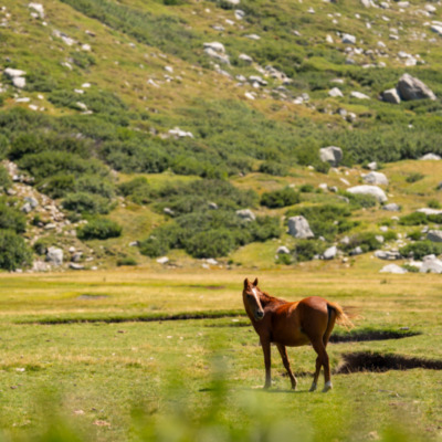 I Pozzi et ses chevaux