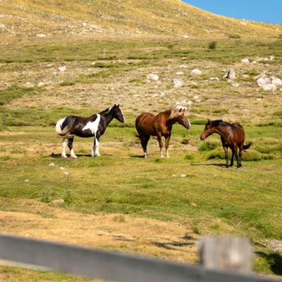 Chevaux du Val d'Ese