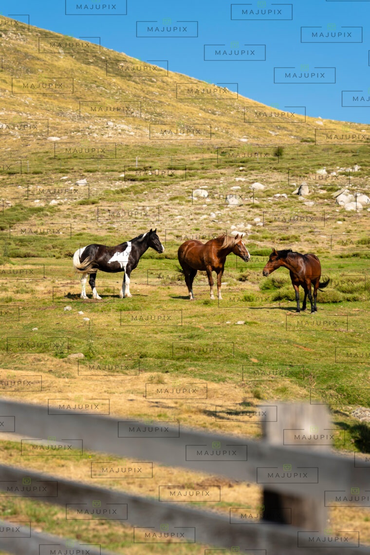Chevaux du Val d'Ese
