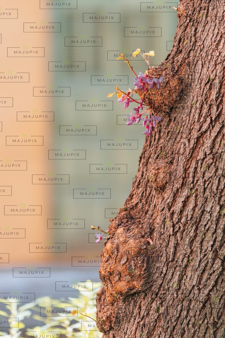 Jardin Romieu
