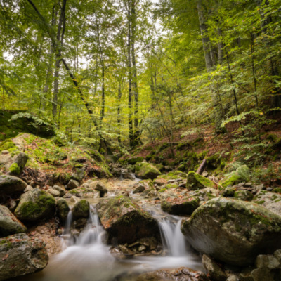 Forêt de Vizzavona