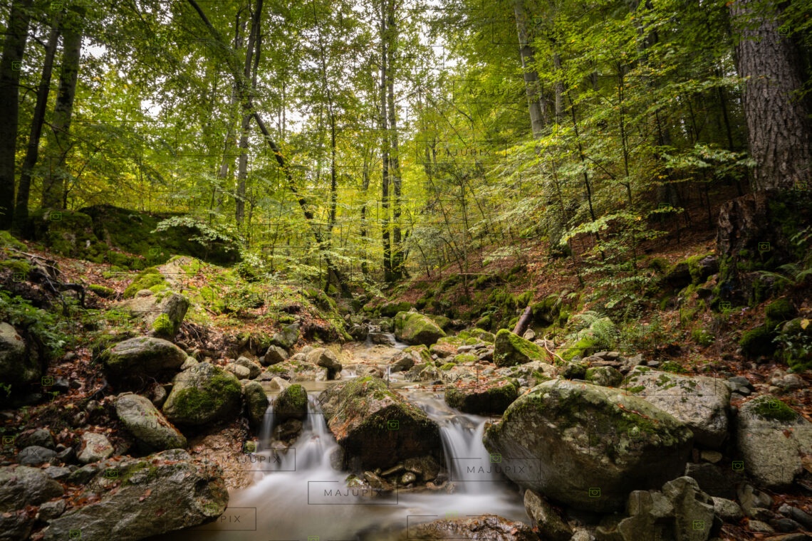 Forêt de Vizzavona