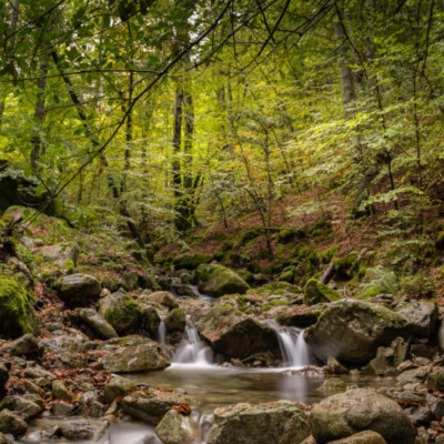 Forêt de Vizzavona