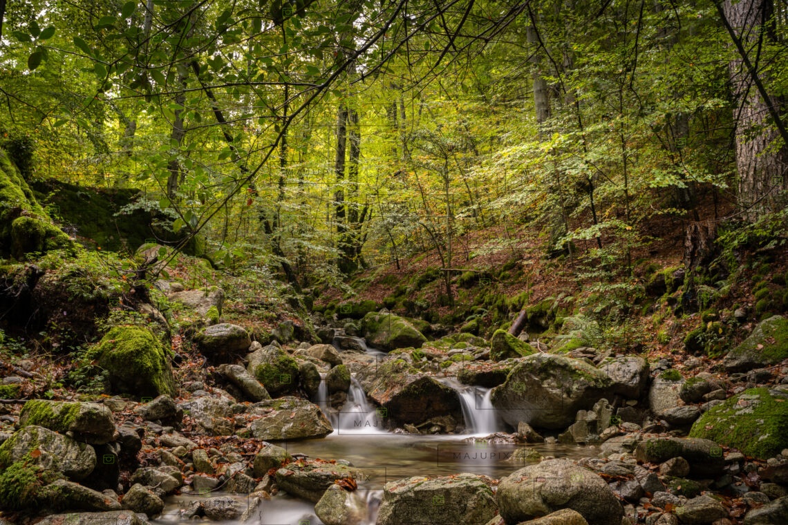 Forêt de Vizzavona