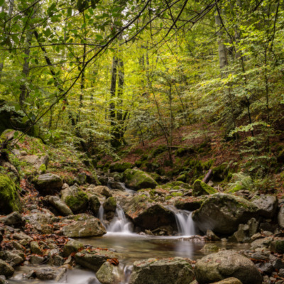 Forêt de Vizzavona