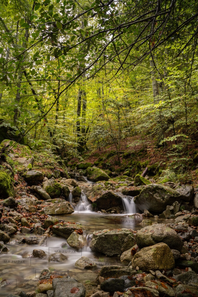 Forêt de Vizzavona