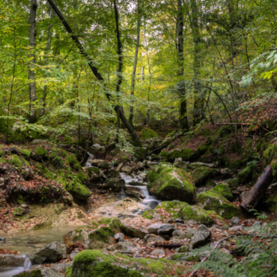 Forêt de Vizzavona