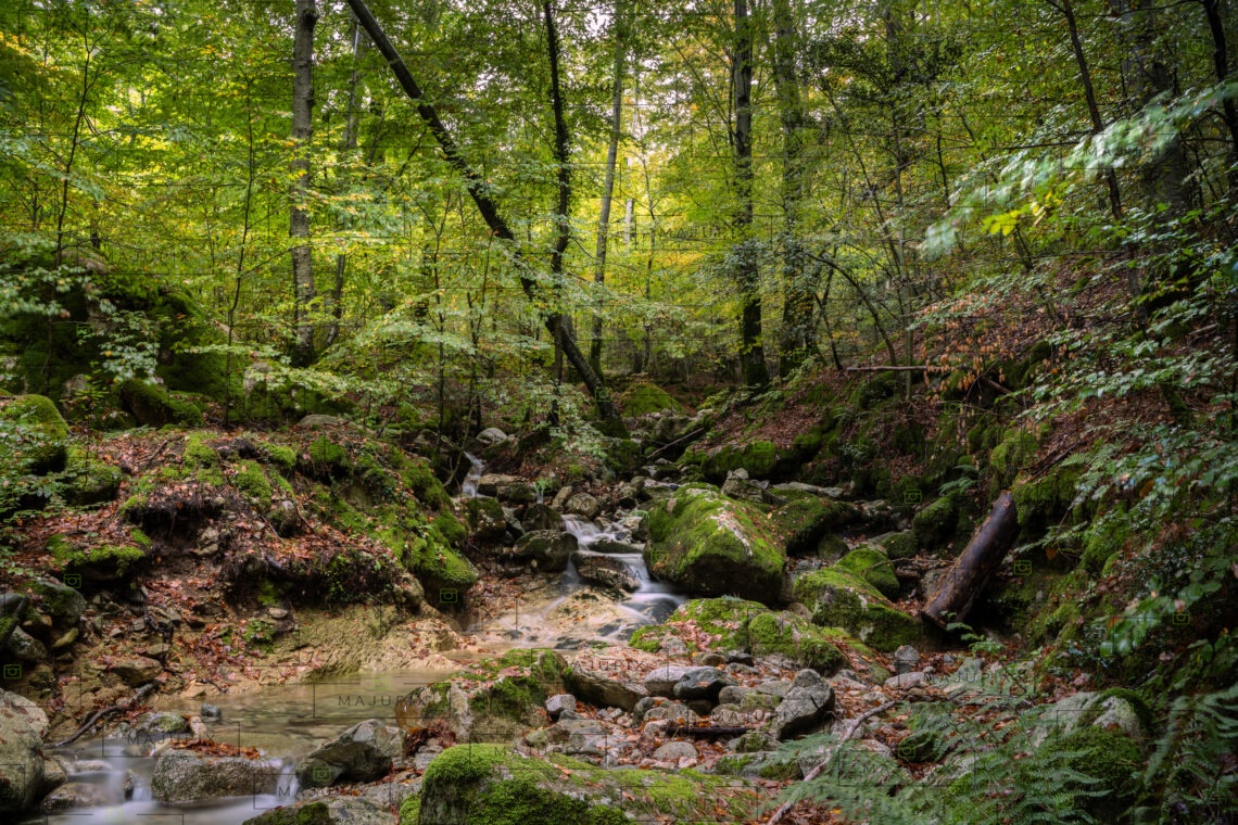 Forêt de Vizzavona