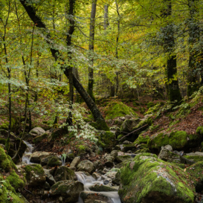 Forêt de Vizzavona