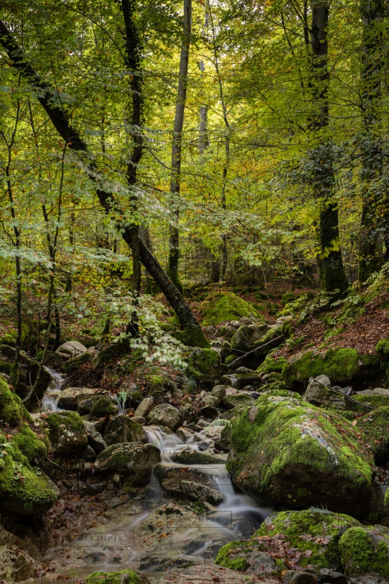 Forêt de Vizzavona