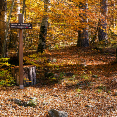 Forêt de Vizzavona