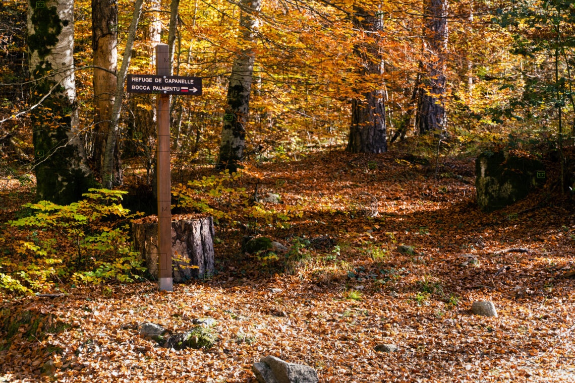 Forêt de Vizzavona