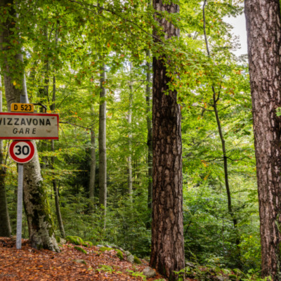 Forêt de Vizzavona