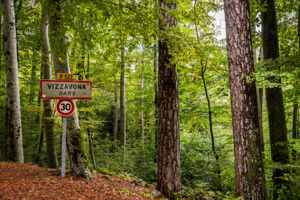 Forêt de Vizzavona