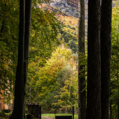 Forêt de Vizzavona