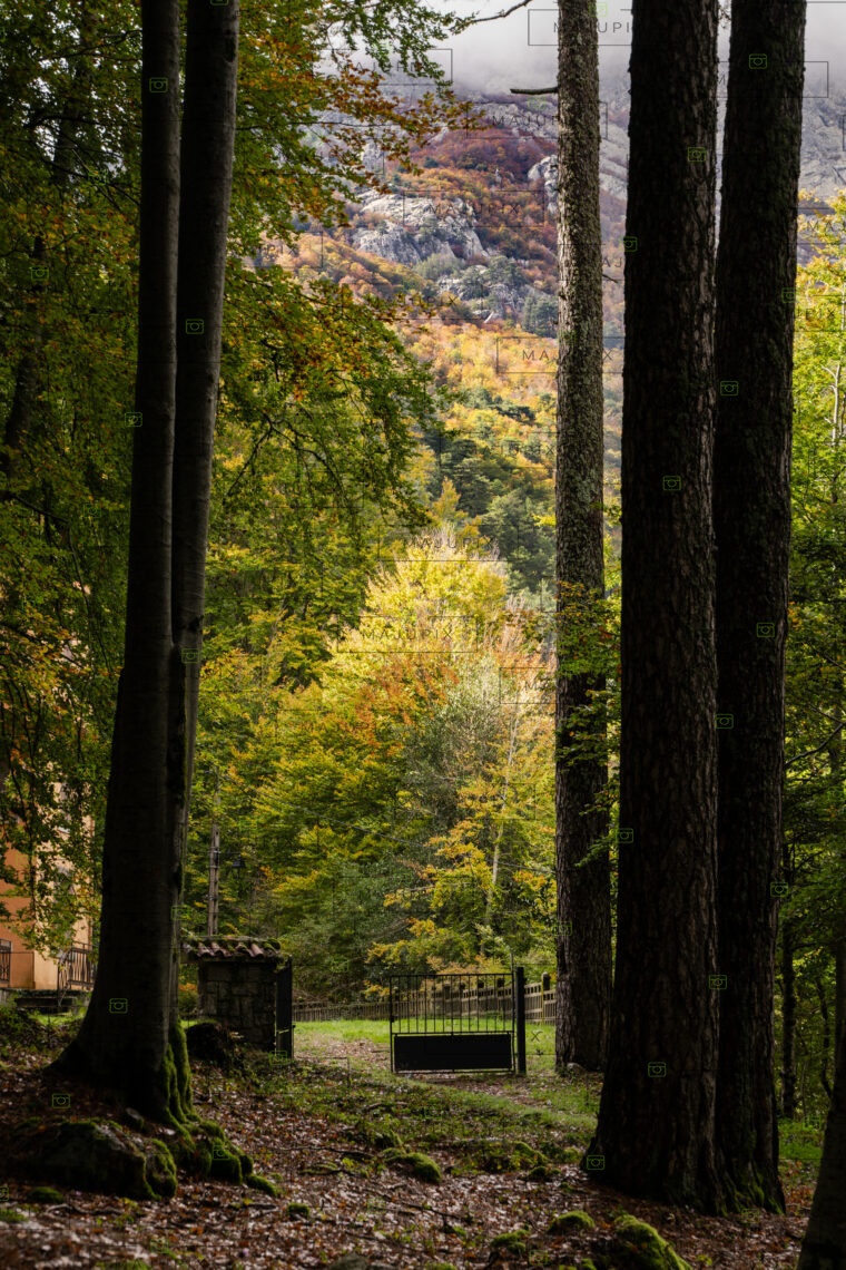 Forêt de Vizzavona