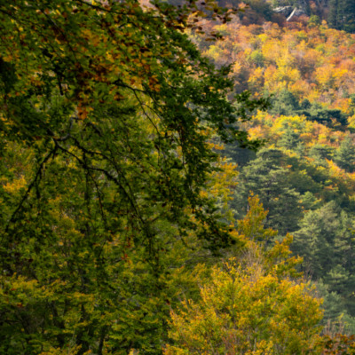 Forêt de Vizzavona