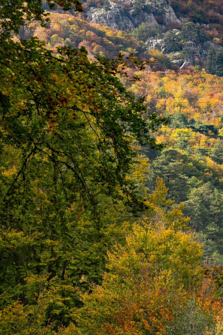 Forêt de Vizzavona