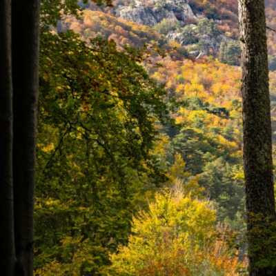 Forêt de Vizzavona
