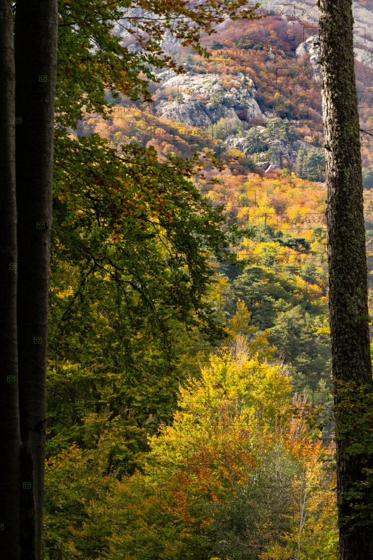 Forêt de Vizzavona