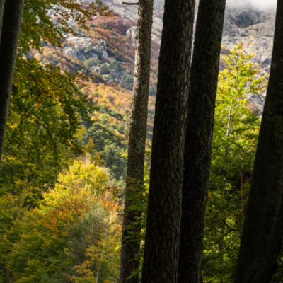 Vizzavona en automne
