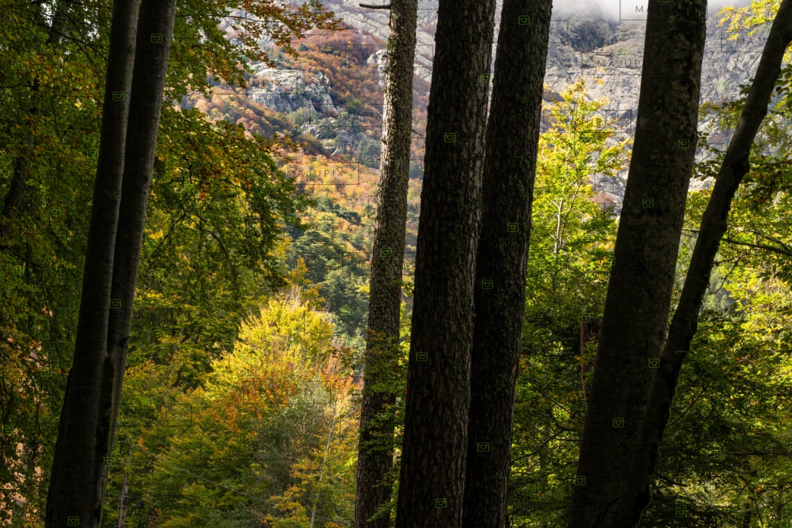 Vizzavona en automne