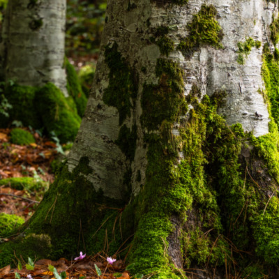 Forêt de Vizzavona
